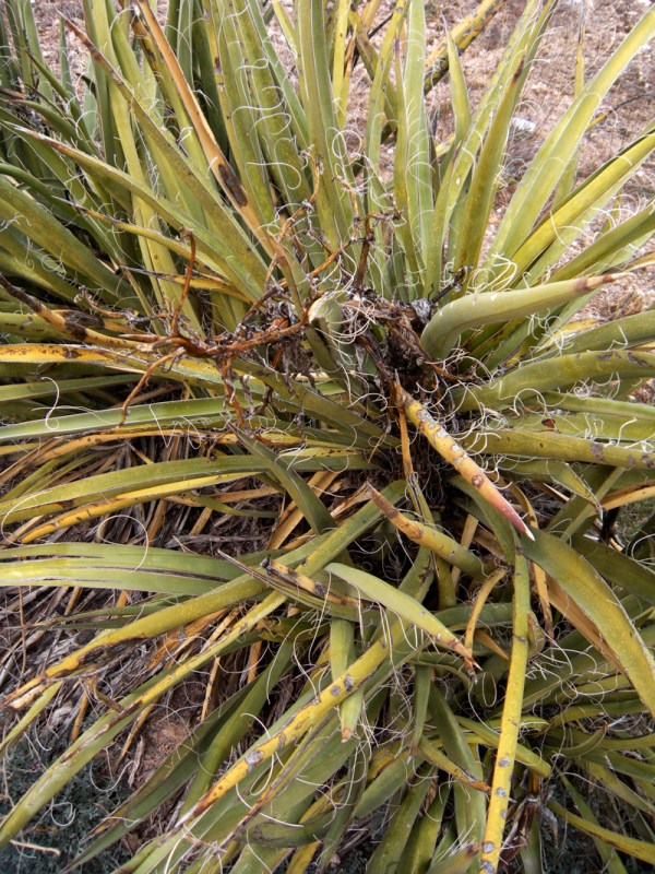 Arizona Yucca Plant in Winter