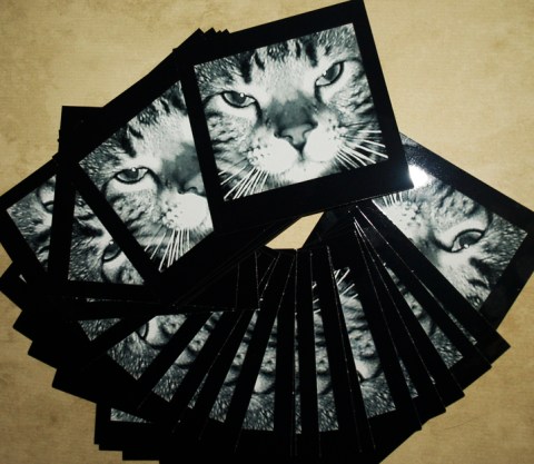 MomotheLion Original Photo