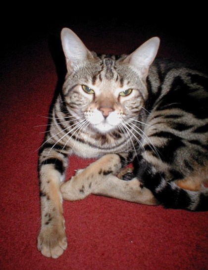 Red Momo by Emily M. Miller